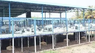 High tech Goat shed making at  low cost / goat 🐐 farming / low budget goat farming