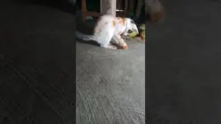 When kittens hunt cockroaches★★ #catplaying #animal #cat #littlecat #catlover