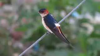 Barn Swallow (Hirundo rustica) blows a bubble and does potty  :-D   Sighting in Himalayan foothills.