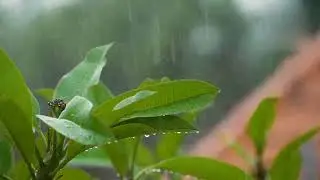 Gentle rain sound | Calc Phos 30 | sleeplessness with Difficulty with morning awakening #drprashna