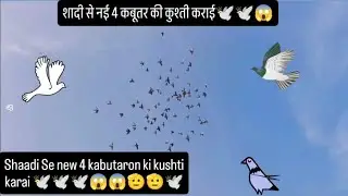 शादी से 4 नई कबूतर 🕊️ki kushti karvai 😱😱#training #viralvideo #youtubevideo #pigeon @PanjabiHarsh635