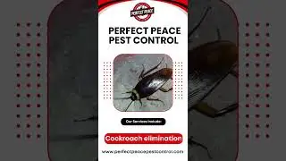 How to Get Rid of Cockroaches, Mice & Bed Bugs | Ohio Pest Solutions #pestmanagement #donaldtrump