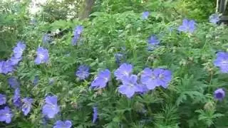 Idillio Primaverile