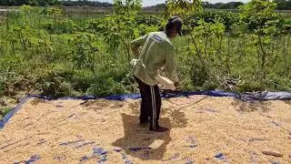 TIMELESS FARMING TECHNIQUE! HOW FARMERS DRY CORN KERNELS TRADITIONALLY!  -Agriculture Farming