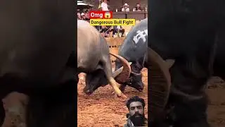 Dangerous Bull Fight #bull #cow #tarnding #strongbull #horror #india #youtubeshorts #animals