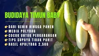 budidaya timun baby di polybag