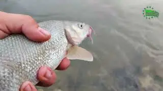 Pescuit MREANA si SCOBAR pe Raul BEGA in Oras cu FEEDERUL