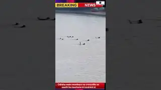 Monkeys in Odisha tried to save their friend from a crocodile.