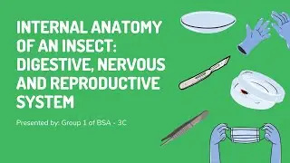 Group 1 - Internal Anatomy of an Insect: Digestive, Nervous, and Reproductive Systems