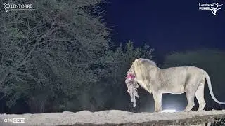 Elephants vs. Lions&hellip; Who Drinks First?