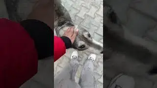 DOG LOVER ❤️❤️#viral #doglover #doglife #dogfood #dogfeeder #edit #facebookpost #punjab #indian #dog