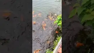 Natural beauty with fish || fishing video for USA audience #streetfood #shortvideo #shorts #yt