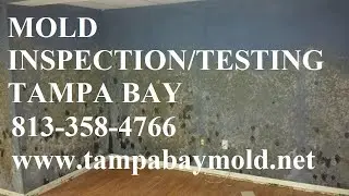 Clearwater FL Mold Inspection & Testing  813-358-4766 TampaBayMold.net