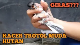 BEGINI LOH CARA MENJINAKKAN KACER TROTOL MUDA HUTAN