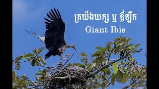 GianIbis, the national bird of Cambodia. Chick and Parents
