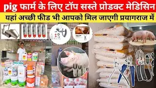 Top cheap products and medicines for pig farm You will also get good feed here Pig farm in Prayagraj
