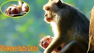 Looked to newborn babyy Dasha really weakness, Duchess has lessss miillkkk for babyy Dashaaa