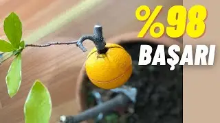 ACAYİP FİKİR | BU YÖNTEMLE KÖKLENMEYECEK AĞAÇ YOK