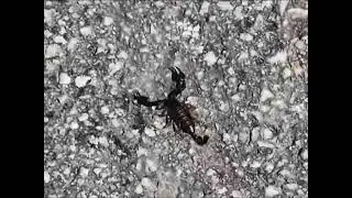 Lo scarabeo, lo scorpione e il serpente&nbsp; vanno alla stazione di Cansano