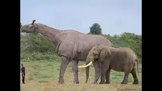 The Size Of These Animals Will Shock You!
