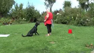 Click with Colin 10 behaviour chain