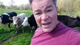 What to do if surrounded by cows with no escape