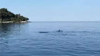Delfine in der Adria zwischen Bojenfeld und Einfahrt zur ACI Marina in Rovinj