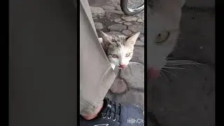 Ssstt...ada kucing lewat dekatku😽 #kucing #냥춘기 #cat #kocheng