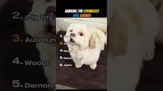 Ranking The Strangest Dog Sounds