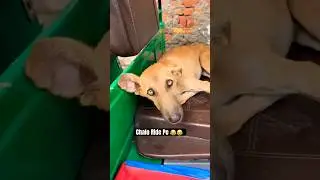 Stray Dog Driving Auto Funny Video #shorts #viral #shortvideo Street Dog Pluto Shorts 😂😂 #funny