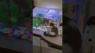 #cats#fish#ytshorts #mumbai #music