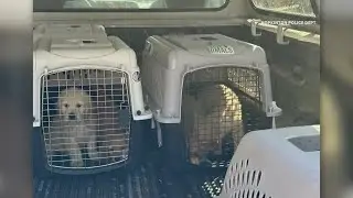 Golden Retrievers rescued from puppy mill in Rhode Island