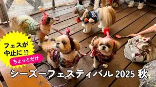 シーズーフェス2025中止の裏で…笑顔の“プチフェス”が誕生してた【シーズーまみれ】#シーズーフェス #シーズーフェス2025 #シーズー