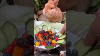Why Rabbits Chew So Weirdly!🤨