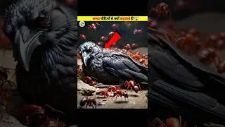 Why crow is Bitten by an Ants 🤔#shorts #facts #viralvideos #shortfeed#Halalvideo2.0