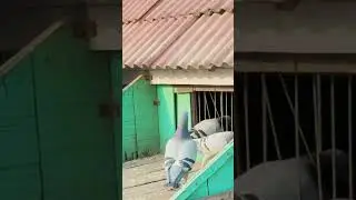 Racing pigeons are entering the house #pigeons #pets