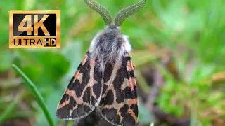 Ocnogyna boeticum: Spanish Tiger Moth (Arctiinae) 4K HD