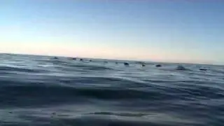 Old Squaw Hunt