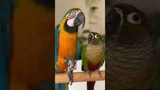 Инвестиции глазами попугаев  🦜💰  #попугаи #parrots  #короткоевидео #investments #смешно #инвестиции