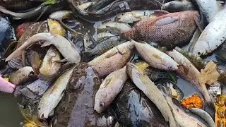 Wane mein mila hai Machi ka Kazana#fish #wana#fish #bulk #fishing #techniques #trending #viralvideo