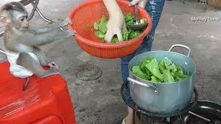 Monkey Baby Donal Help Mom Cooking Food