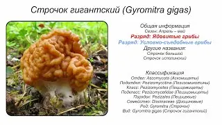 Строчок гигантский (Gyromitra gigas)