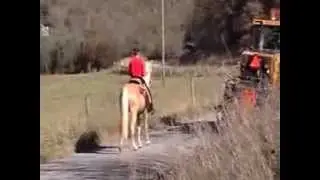 Sassy Gold Champagne Walker road grater ok calm trail horse