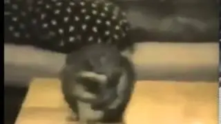 Cats sample