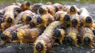 Sawfly Larvae