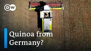 German farmers plant new crops to meet new climate challenges | Focus on Europe