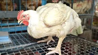 Live Chicken Cutting in Meat Market
