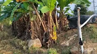 N p properties 5 acre pure red soil  38 lakhs per acre 6360446978 general property  bore  coconut 