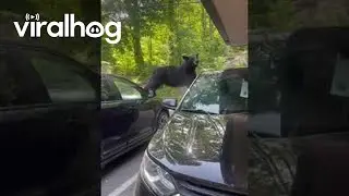 Bear Breaks Car Door Searching for Food || ViralHog