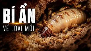 Bạn Biết Gì Về Mối? Sự Thật Đáng Kinh Ngạc Về Một Nền Văn Minh Ngầm